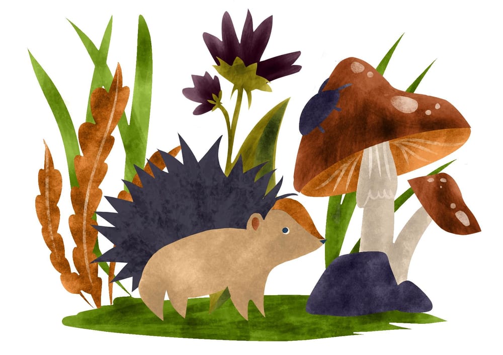 Hedgehog illustration in 6 ways - image 2 - student project
