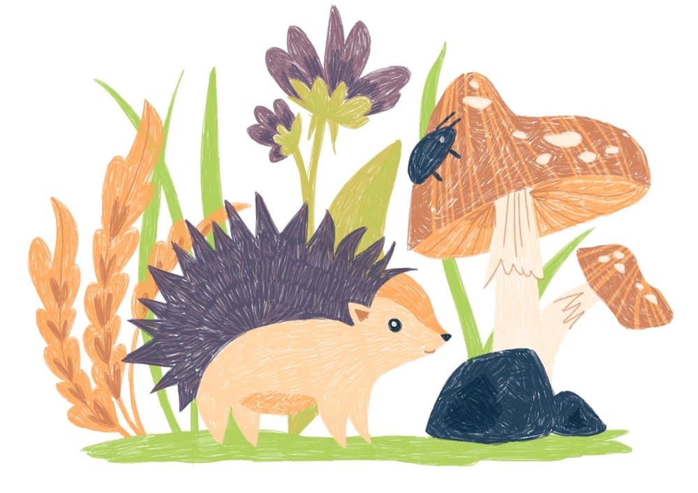 Hedgehog illustration in 6 ways - image 4 - student project
