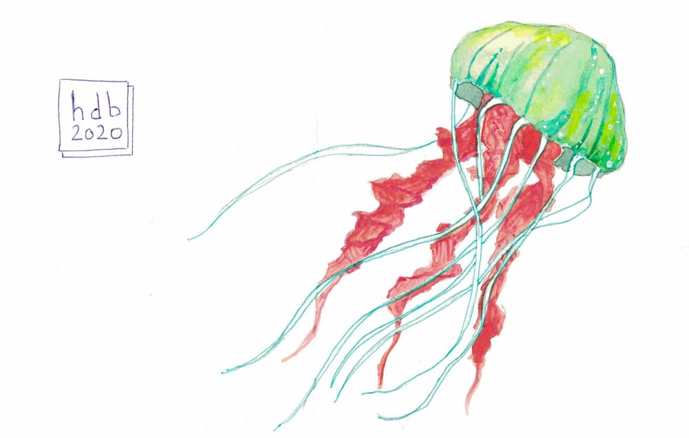 jellyfish postcards - image 2 - student project