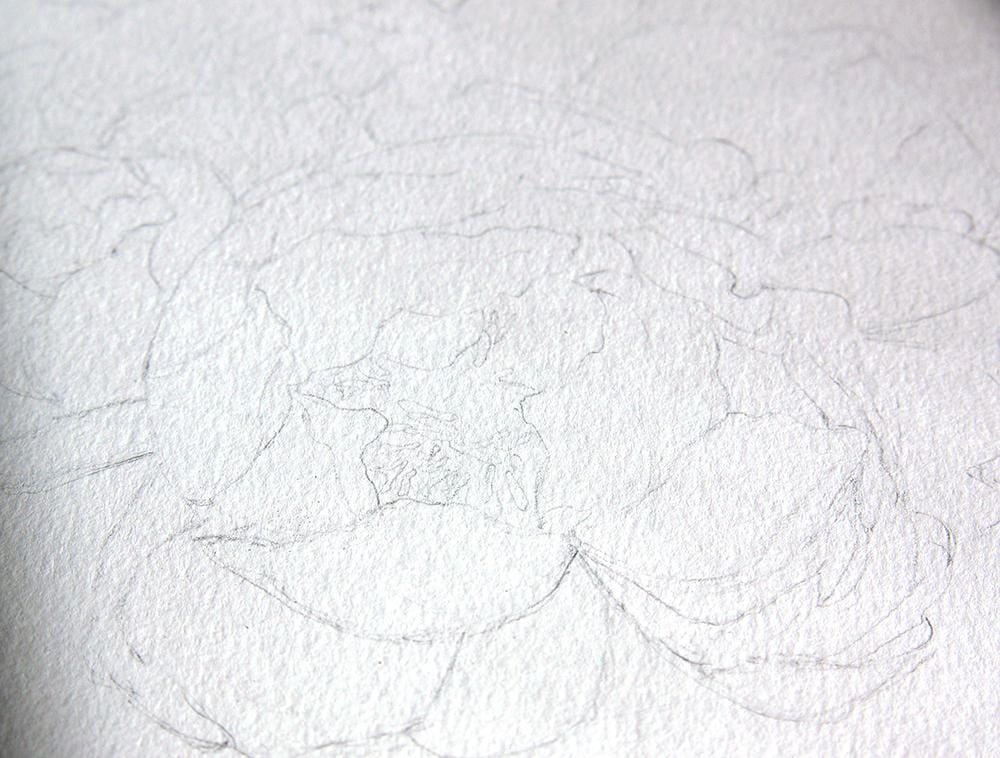 peonies - image 2 - student project