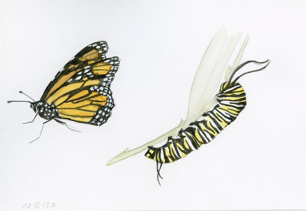 Drawing And Painting Butterflies - image 4 - student project