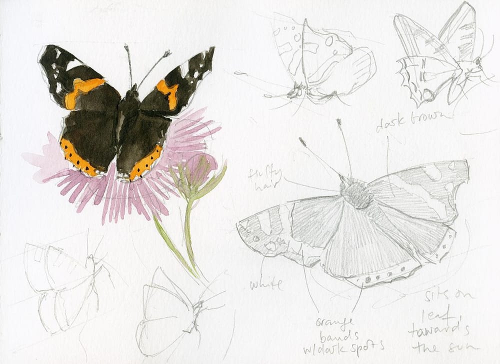 Drawing And Painting Butterflies - image 3 - student project