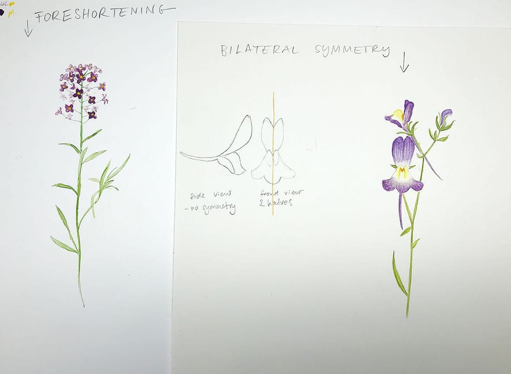 Sketching Wildflowers! - image 2 - student project