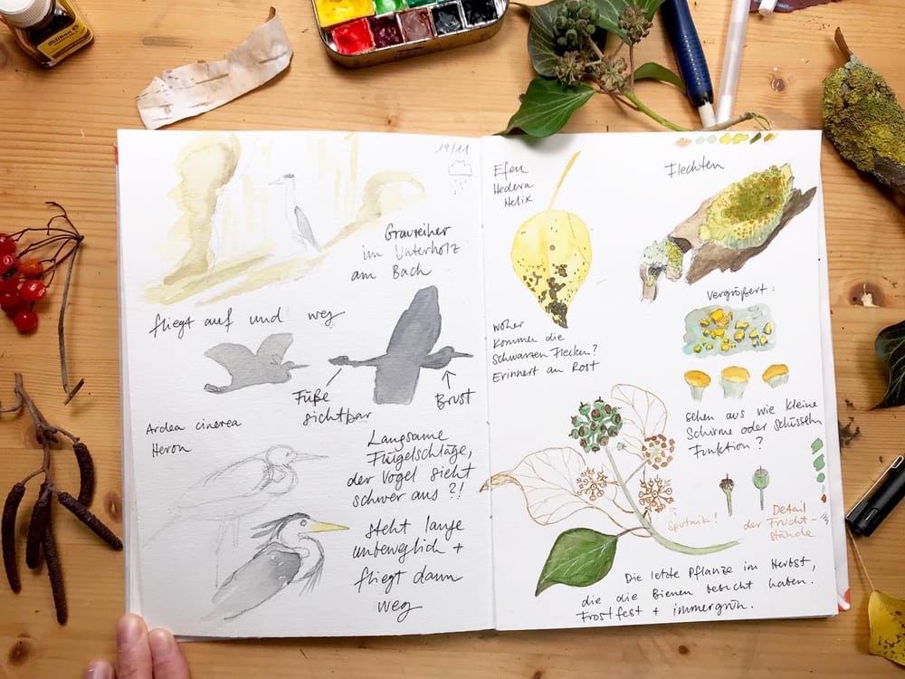 My nature sketchbook - image 1 - student project