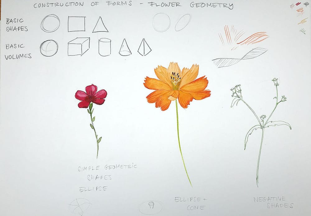Sketching Wildflowers! - image 1 - student project