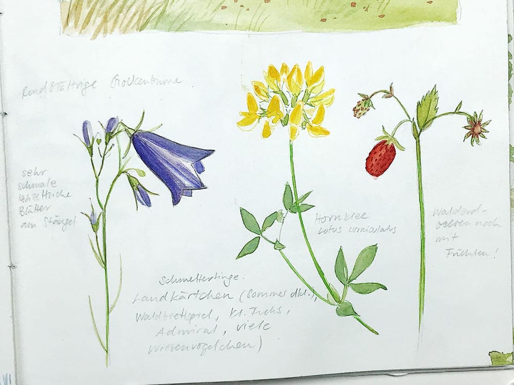 Sketching Wildflowers! - image 7 - student project