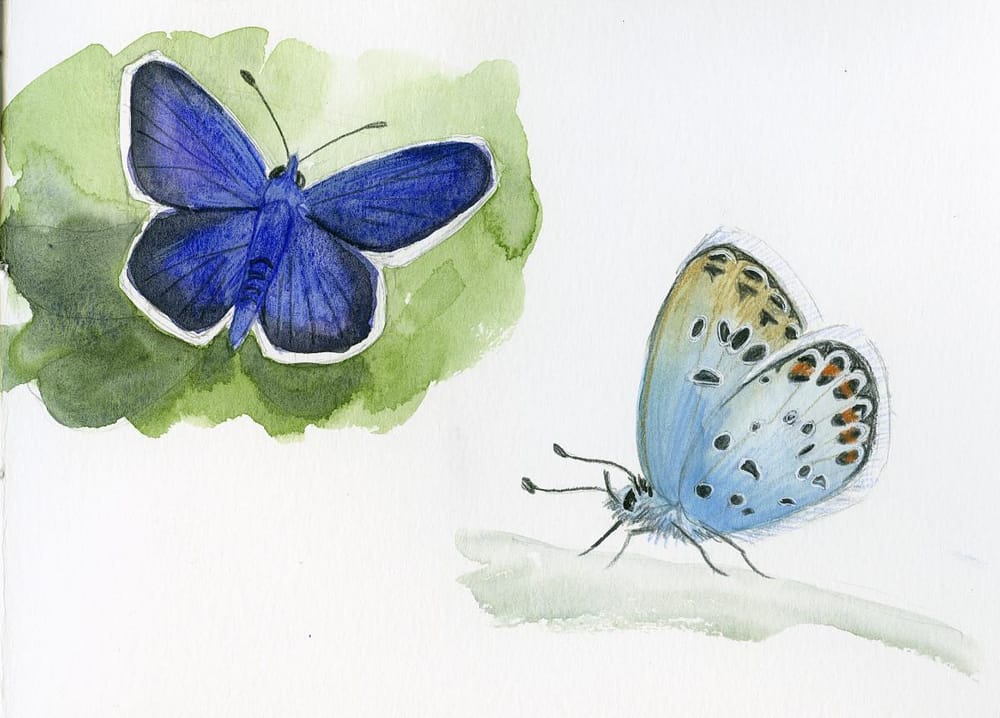 Drawing And Painting Butterflies - image 2 - student project