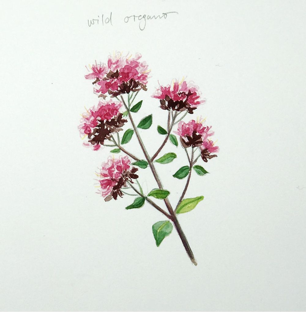 Sketching Wildflowers! - image 6 - student project