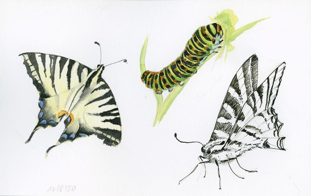 Drawing And Painting Butterflies - image 5 - student project
