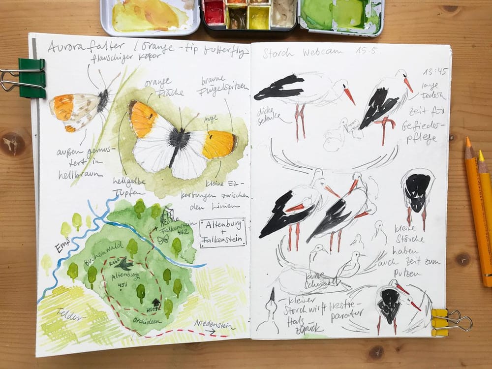 Nature Journaling Ideas For Spring - image 2 - student project