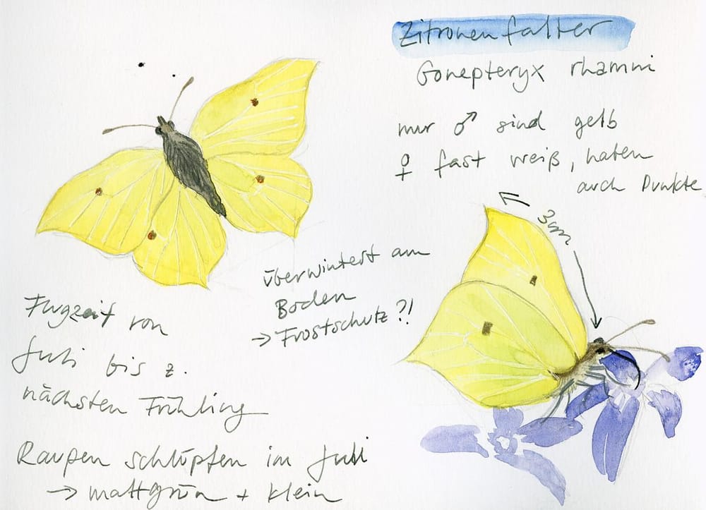 Drawing And Painting Butterflies - image 1 - student project