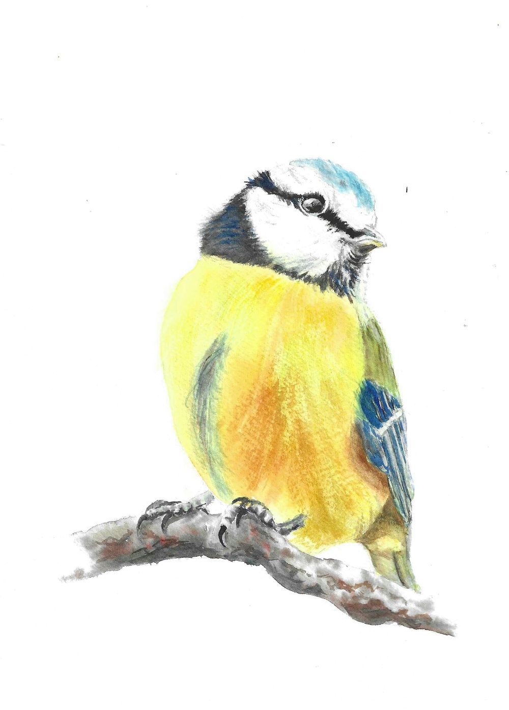 Birds wet in wet - image 3 - student project