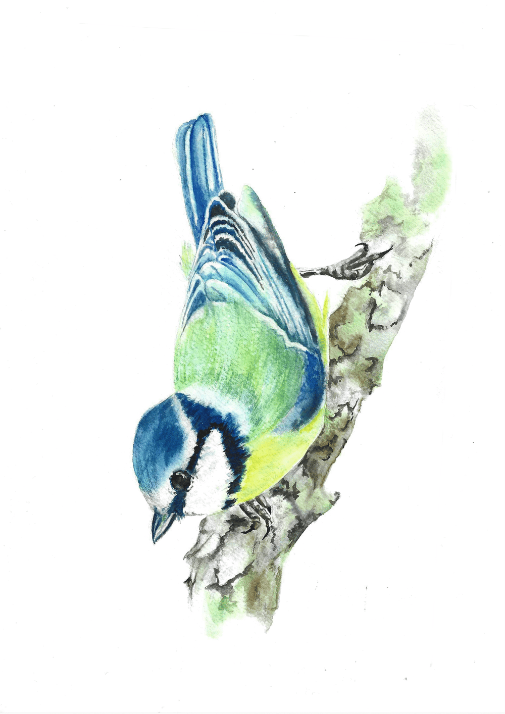 Birds wet in wet - image 5 - student project