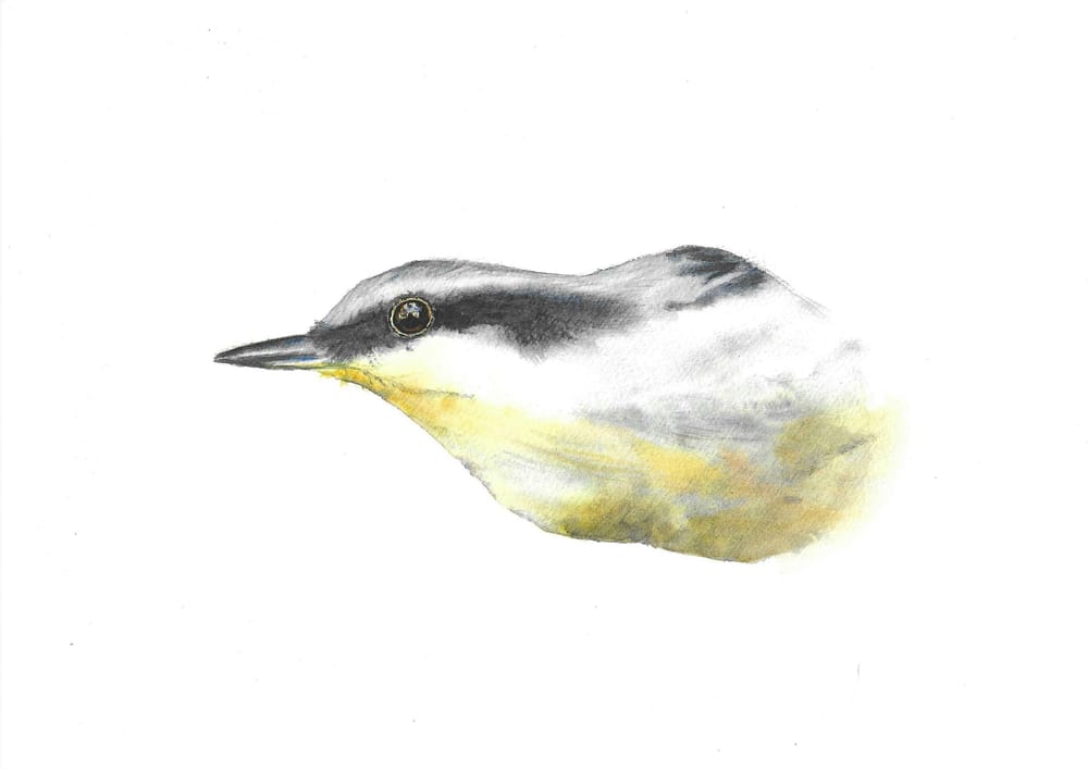 Birds wet in wet - image 4 - student project