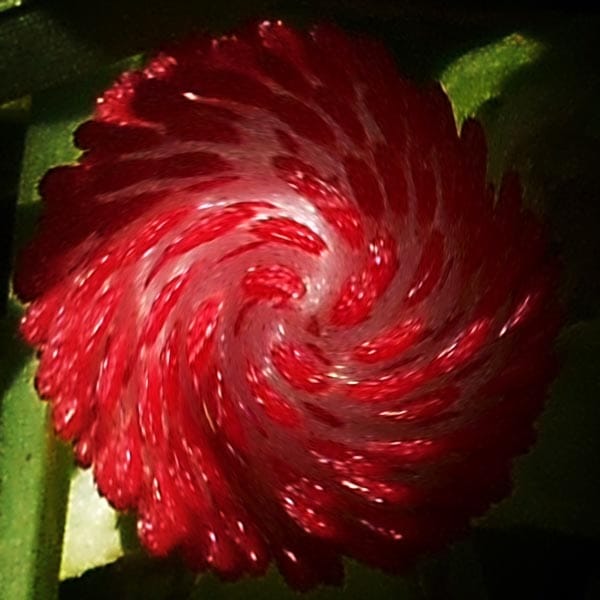 Wild Strawberries - image 2 - student project