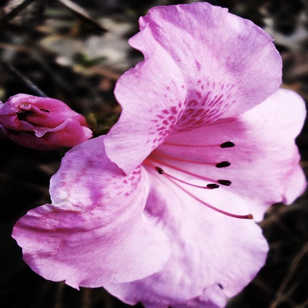 An Azalea: From Source File To Variations On A Theme! - image 1 - student project