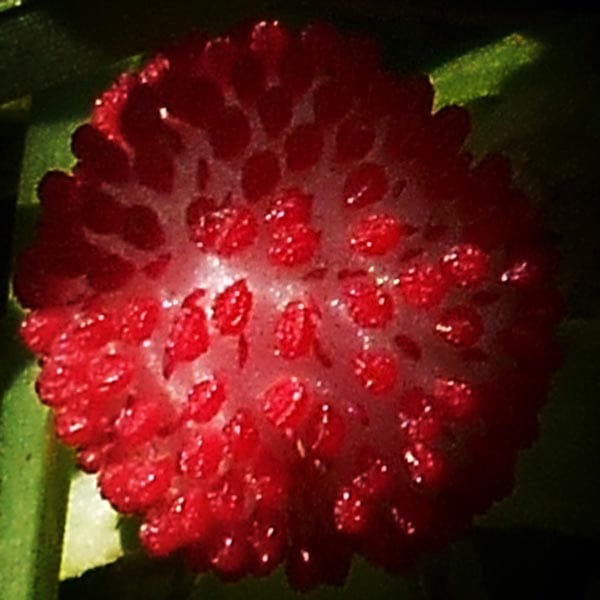 Wild Strawberries - image 1 - student project