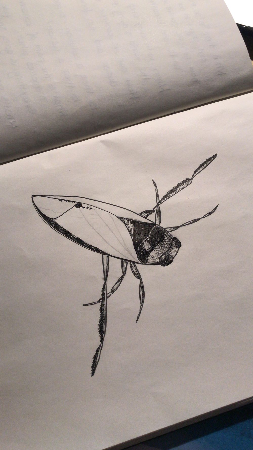 Notonecta glaucus - image 2 - student project