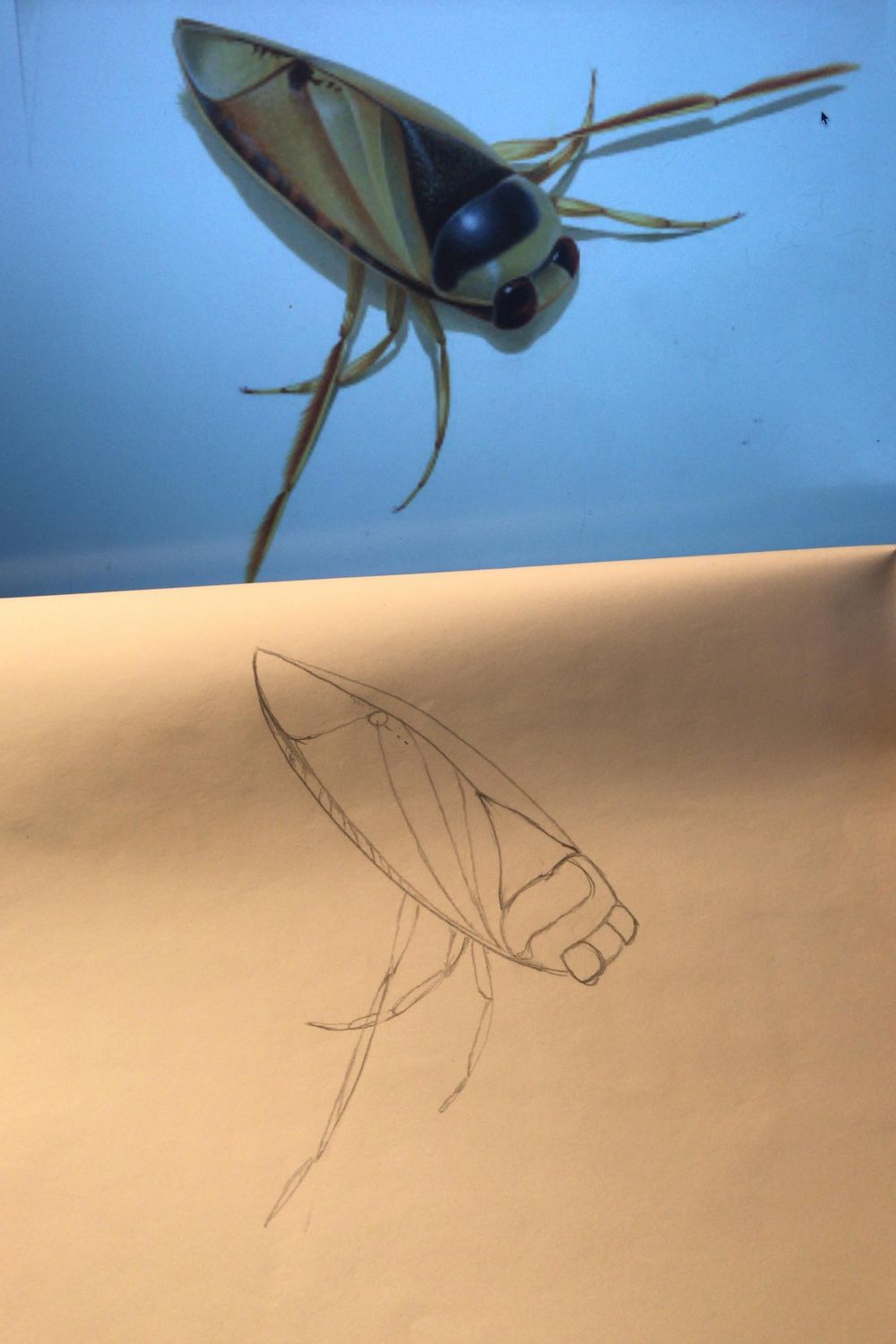 Notonecta glaucus - image 1 - student project