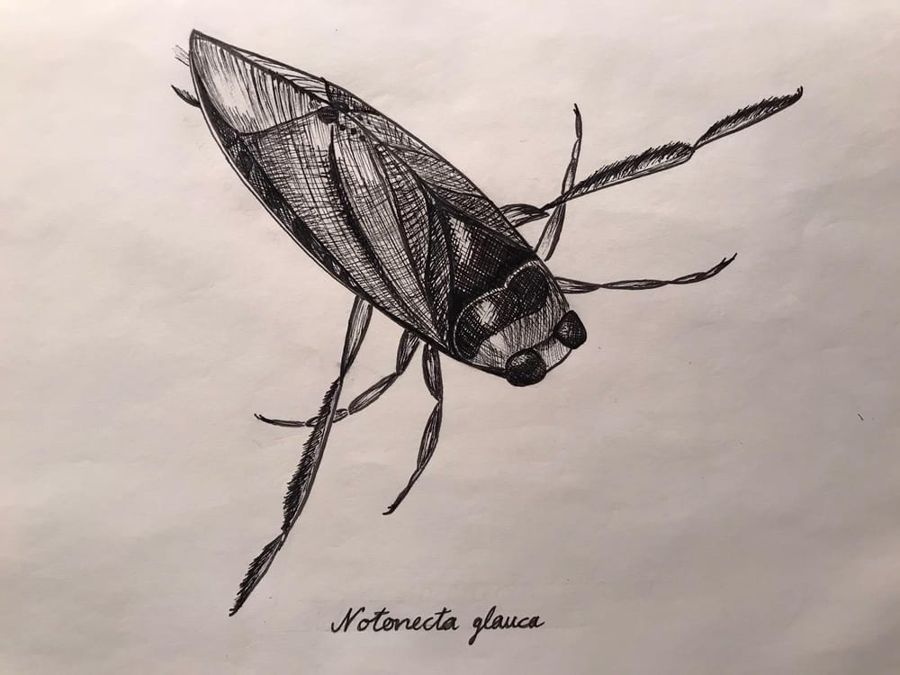 Notonecta glaucus - image 3 - student project
