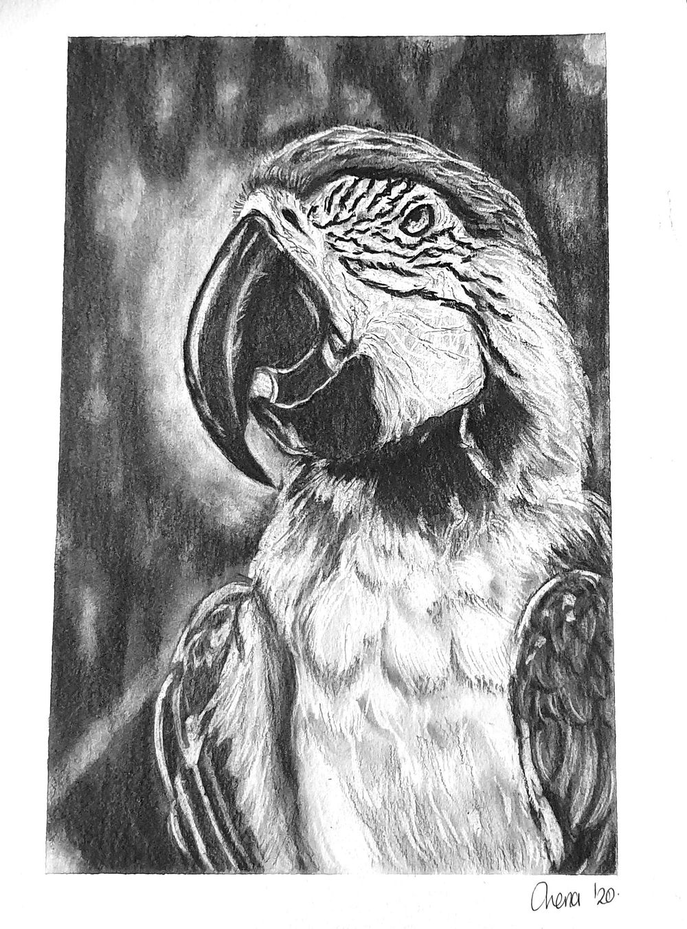 Drawing Realistic Birds Part One - image 1 - student project