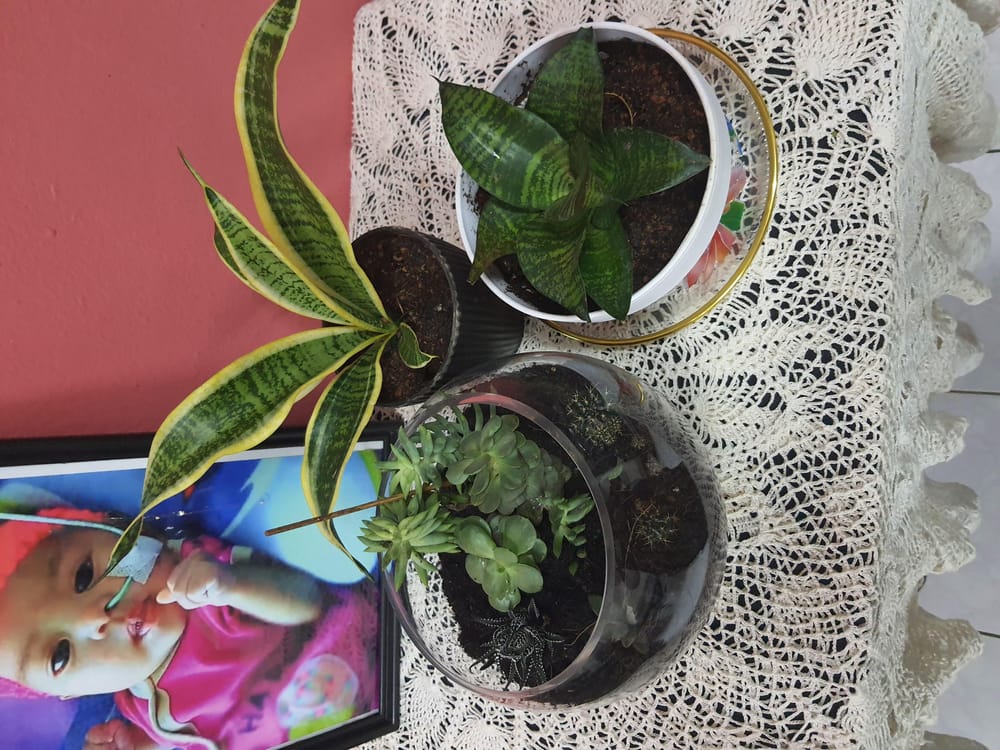 Open Terrarium-Succulent - image 1 - student project