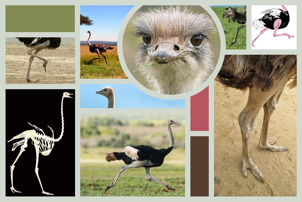 Ola Ostrich is Fast - image 1 - student project
