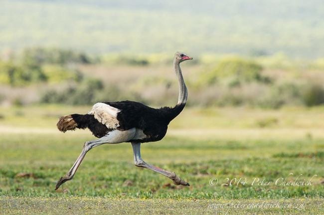 Ola Ostrich is Fast - image 2 - student project