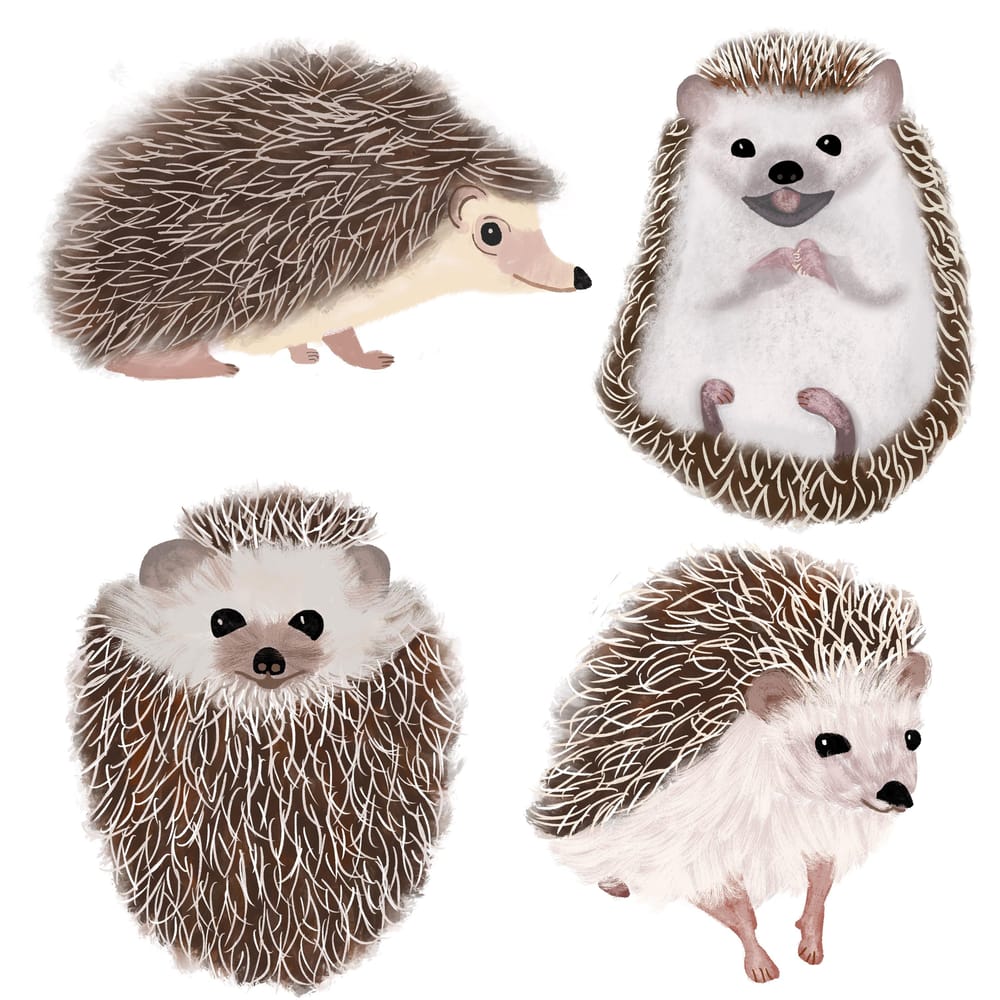 Rachel’s Hedgehogs - image 1 - student project