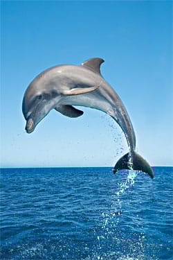Dolphin - image 1 - student project