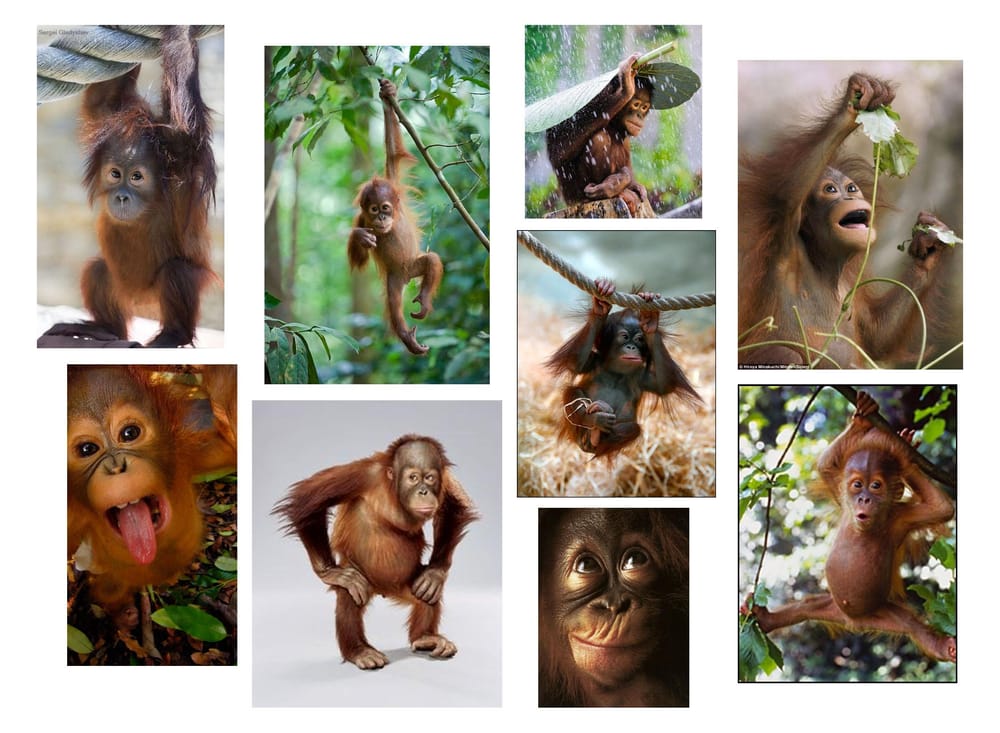 Monkeying Around - image 1 - student project