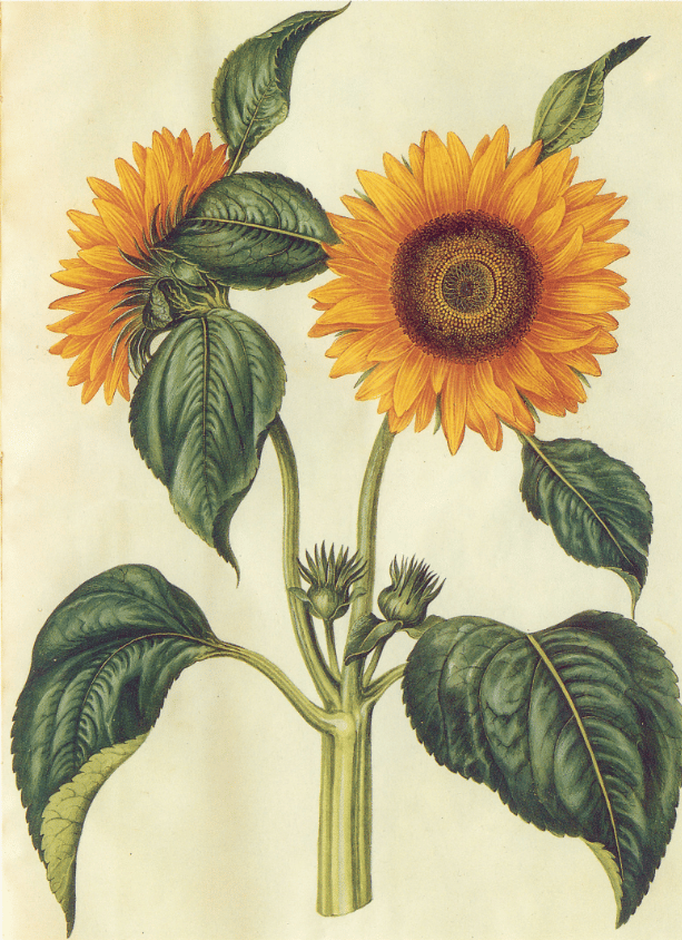 For the Love of Sunflowers - image 2 - student project