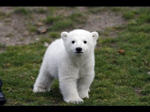 Cute Animals That Are Actually Pointy - image 3 - student project