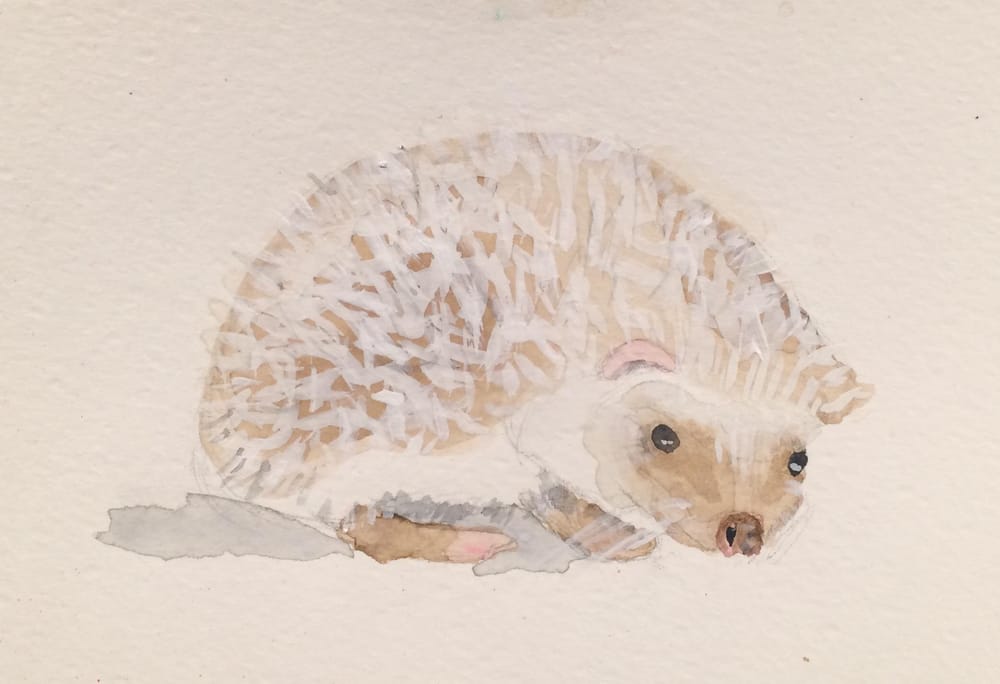 Cute Animals That Are Actually Pointy - image 2 - student project