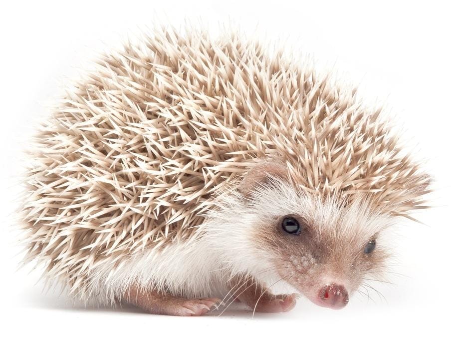 Cute Animals That Are Actually Pointy - image 1 - student project
