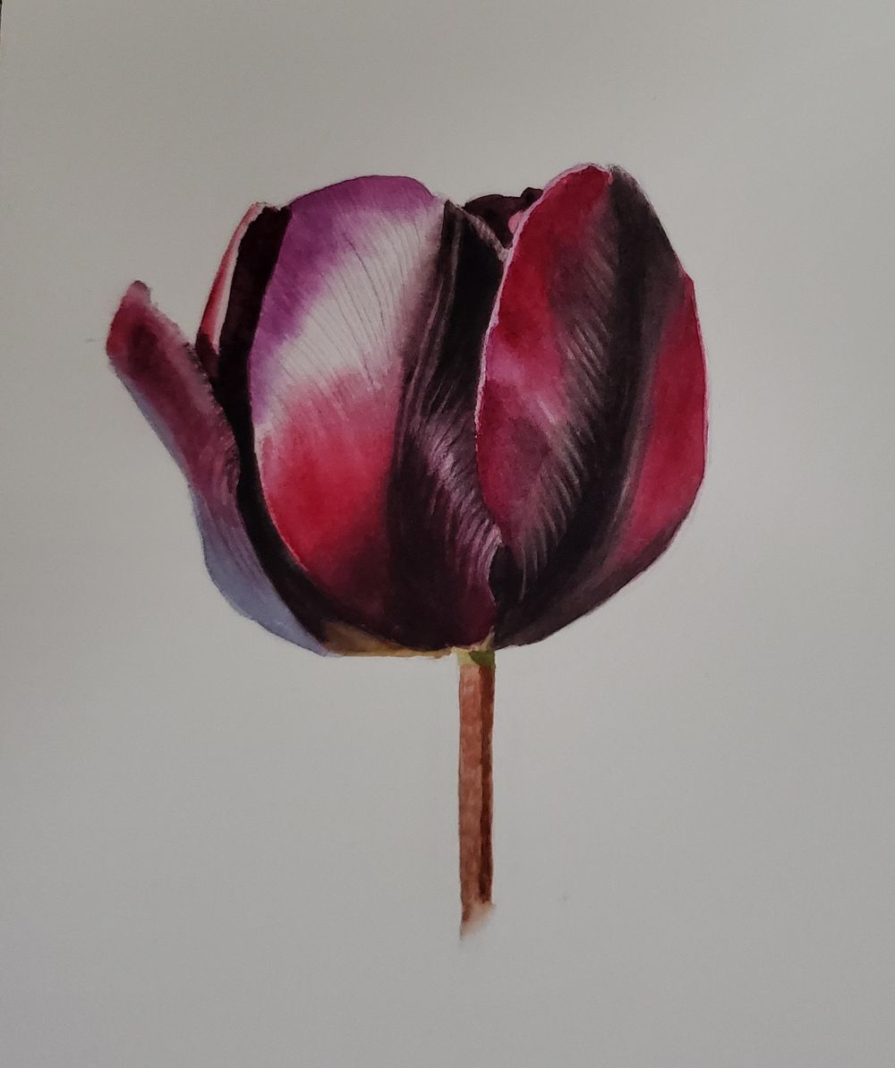 Tulip - image 1 - student project