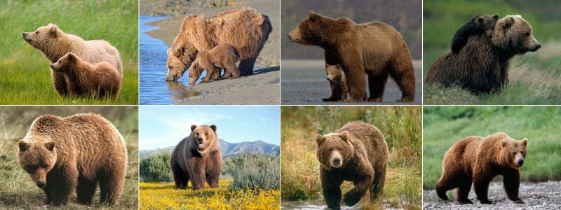 Bear & Cub Animal Mark - image 1 - student project