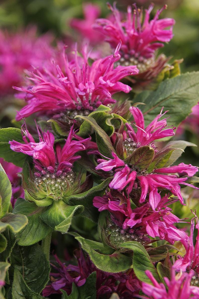 Bee Balm Inspired - image 2 - student project