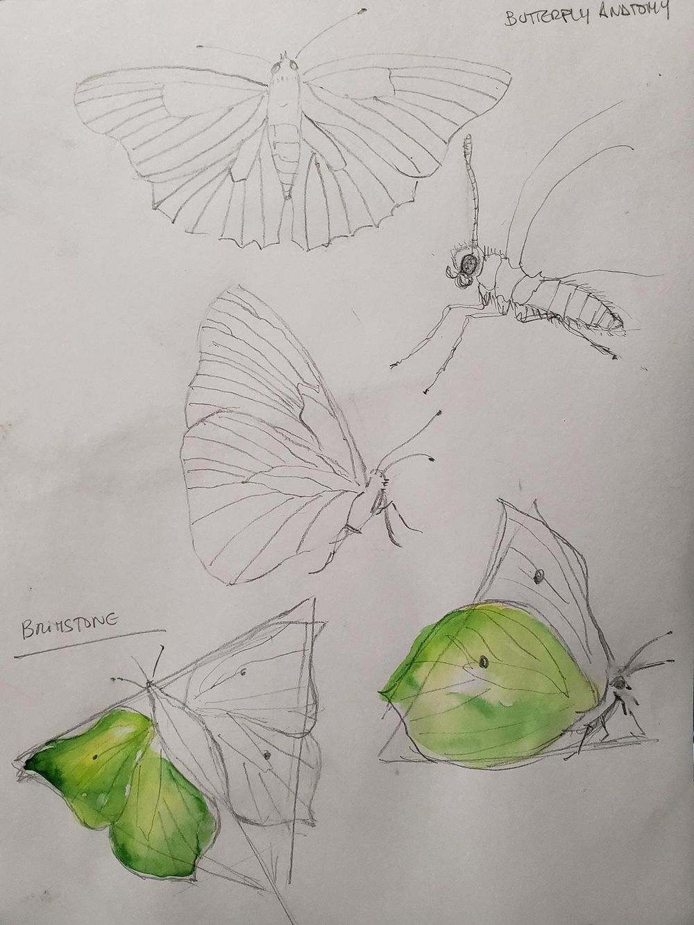 Drawing butterflies - image 1 - student project