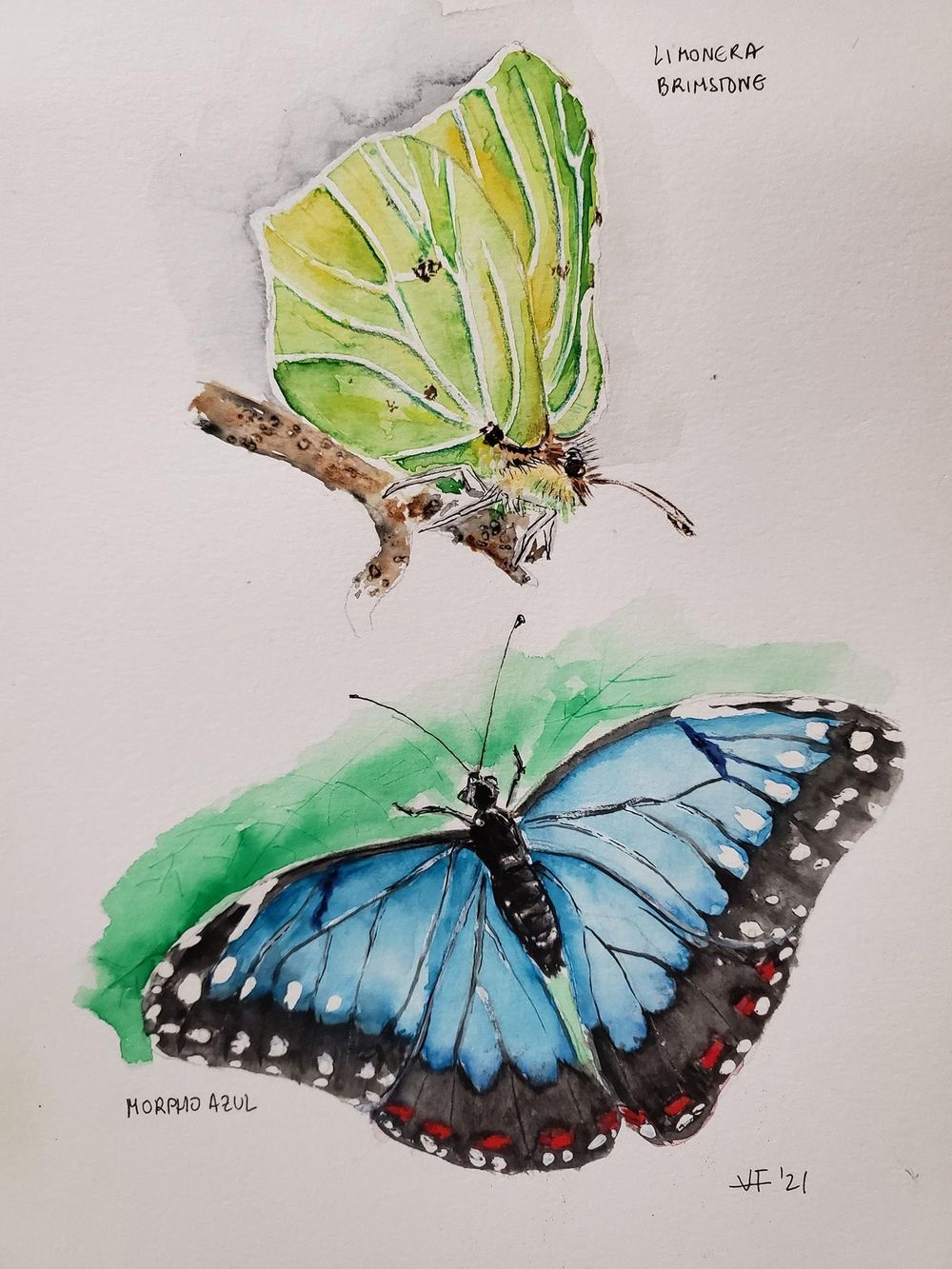 Drawing butterflies - image 2 - student project