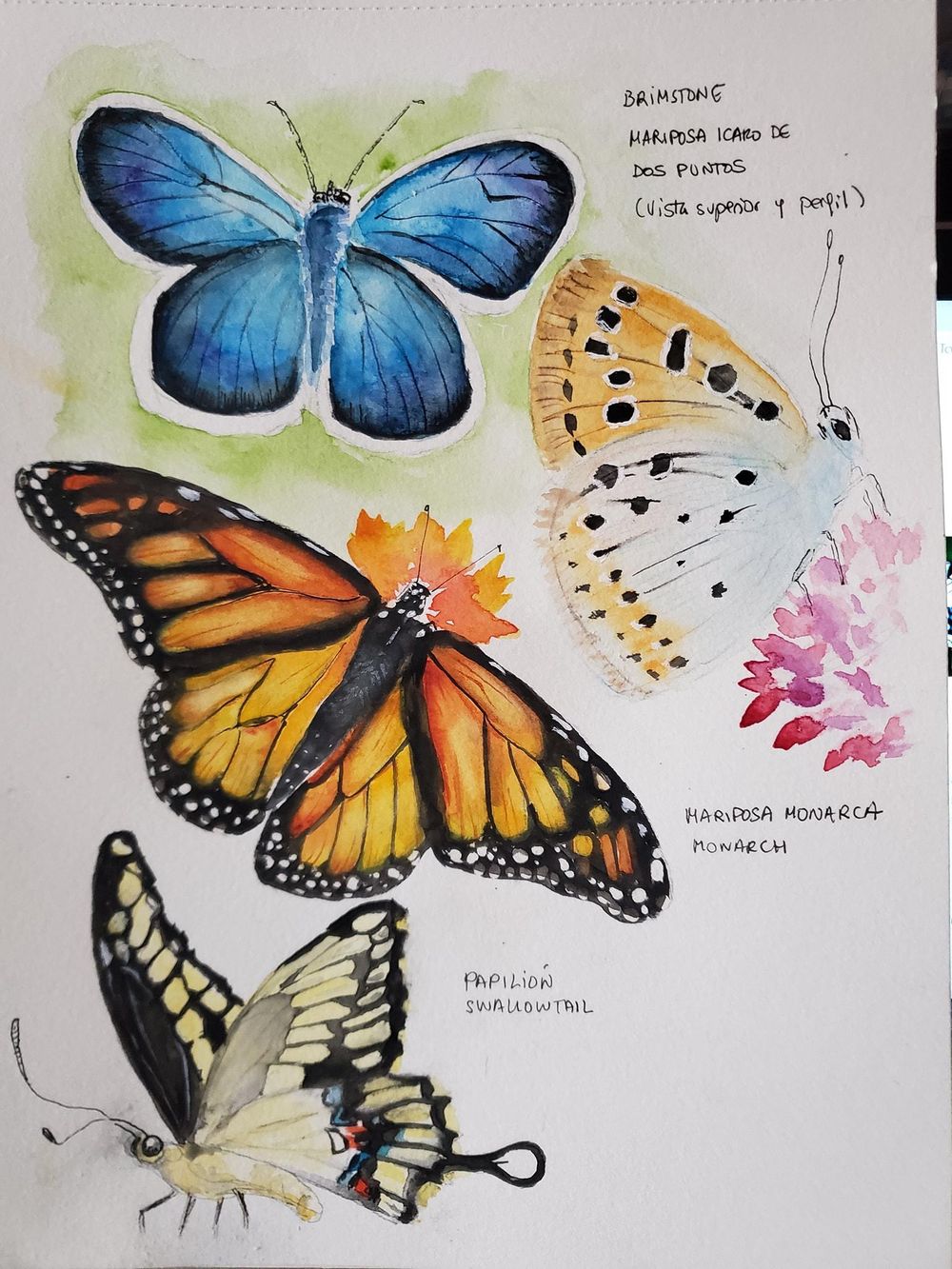Drawing butterflies - image 3 - student project