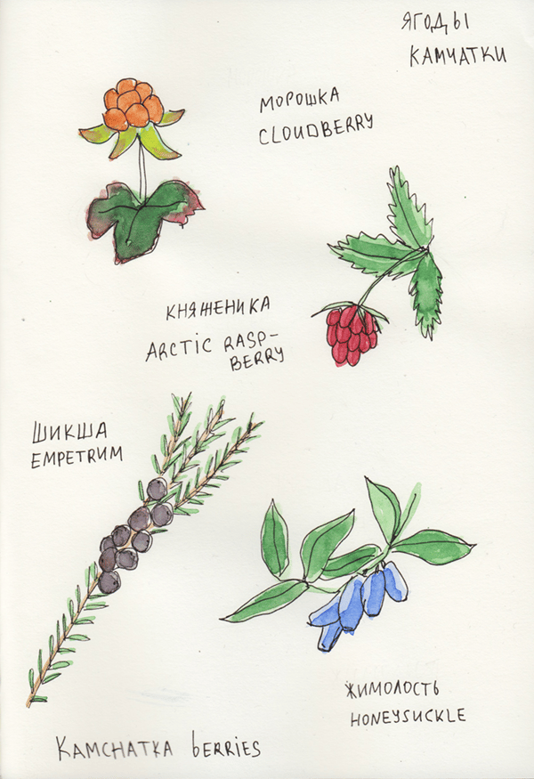 kamchatka berries - image 1 - student project