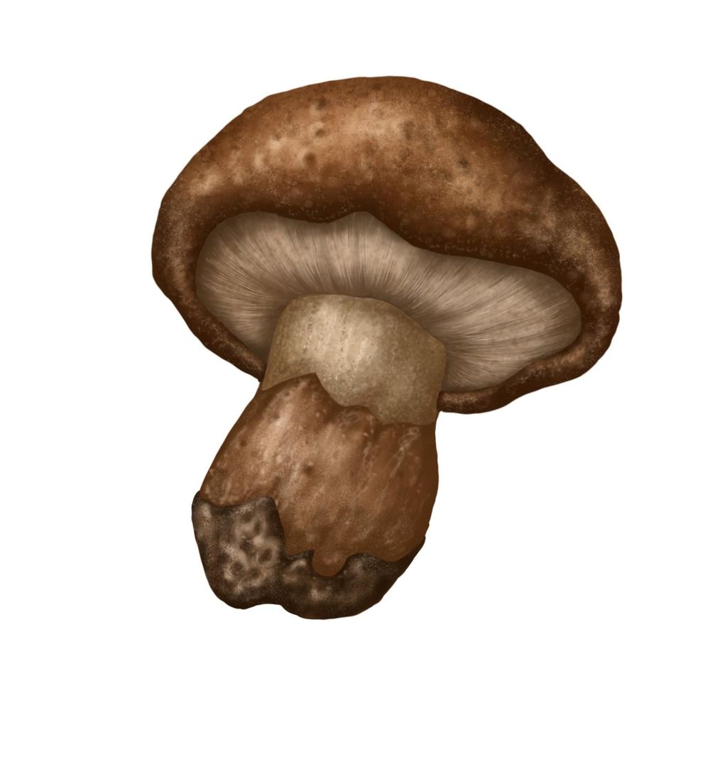 Realistic mushroom in Procreate - image 1 - student project