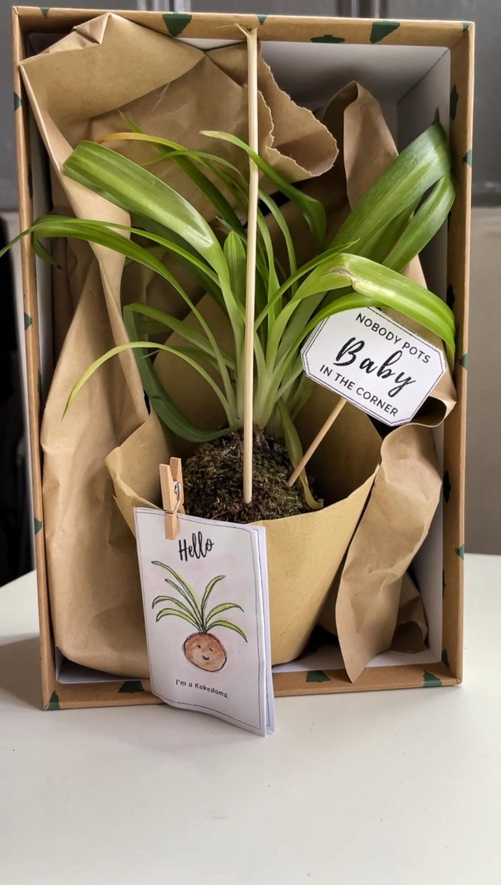 Potless plant packaged as a gift - image 1 - student project