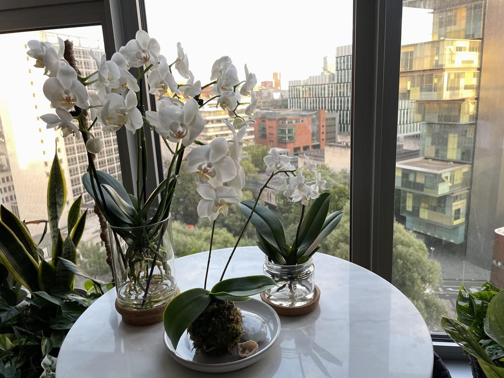 Potless orchid on display and all the spotless variations - image 1 - student project
