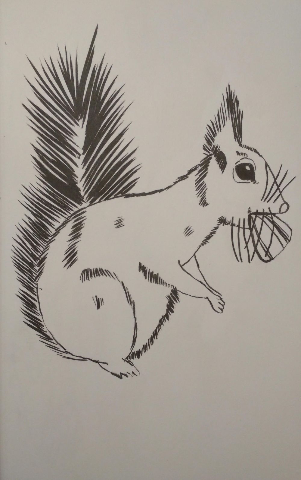 Squirrel - image 1 - student project