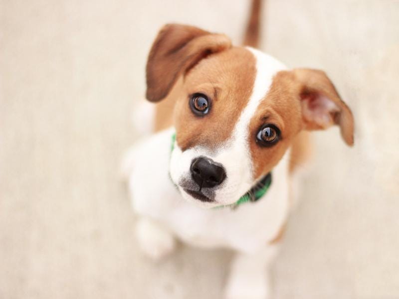 Pleading Shelter Puppy - image 1 - student project