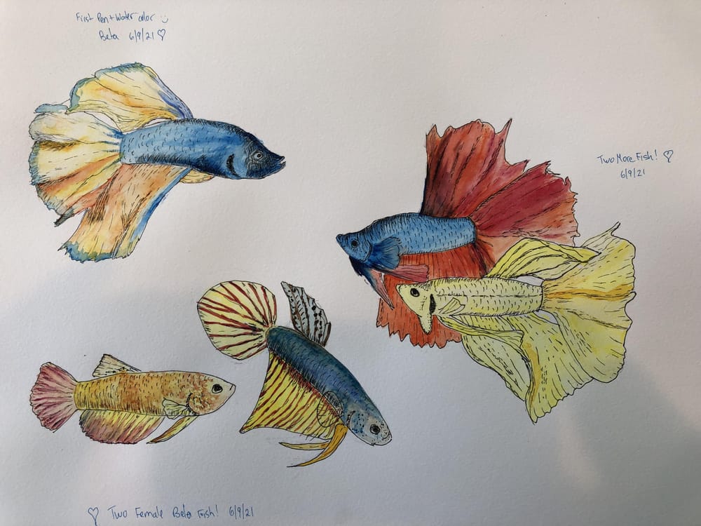 First Beta Fish - image 1 - student project