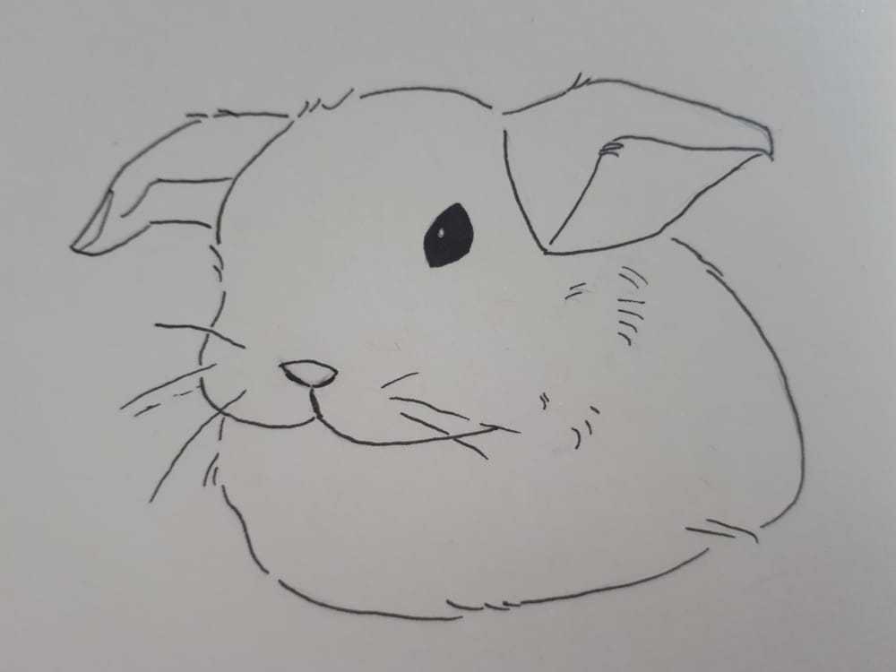 Fluffy bunny and beach landscape - image 1 - student project