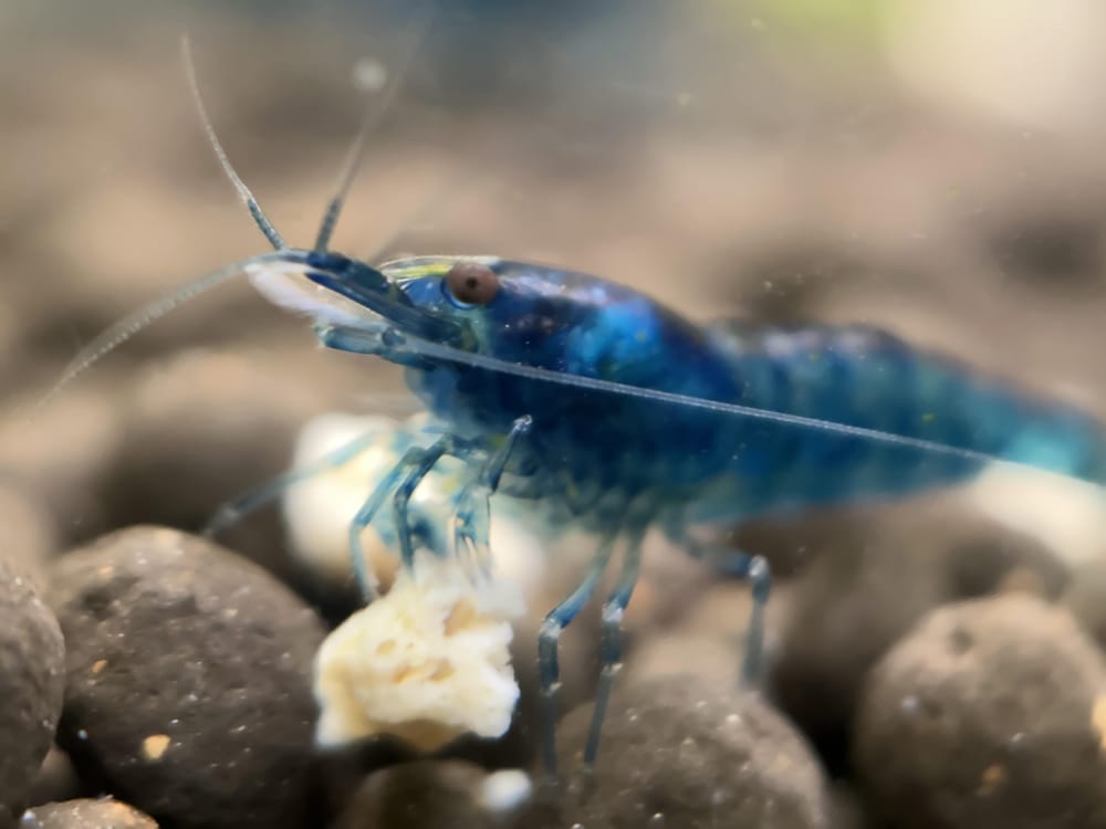 Shrimp pet illustration - image 3 - student project